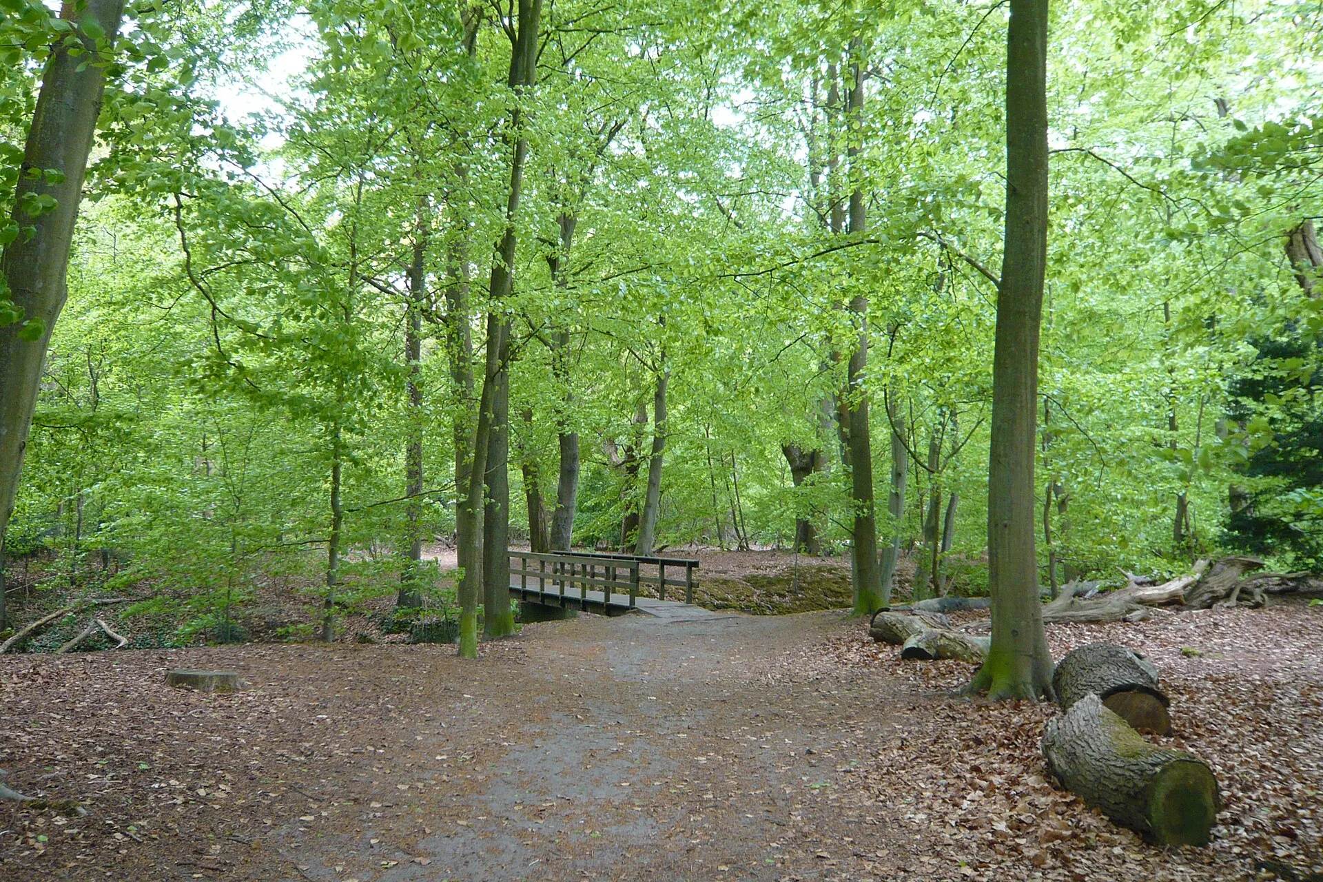 Bos in wandelpark Groenendaal in Heemstede