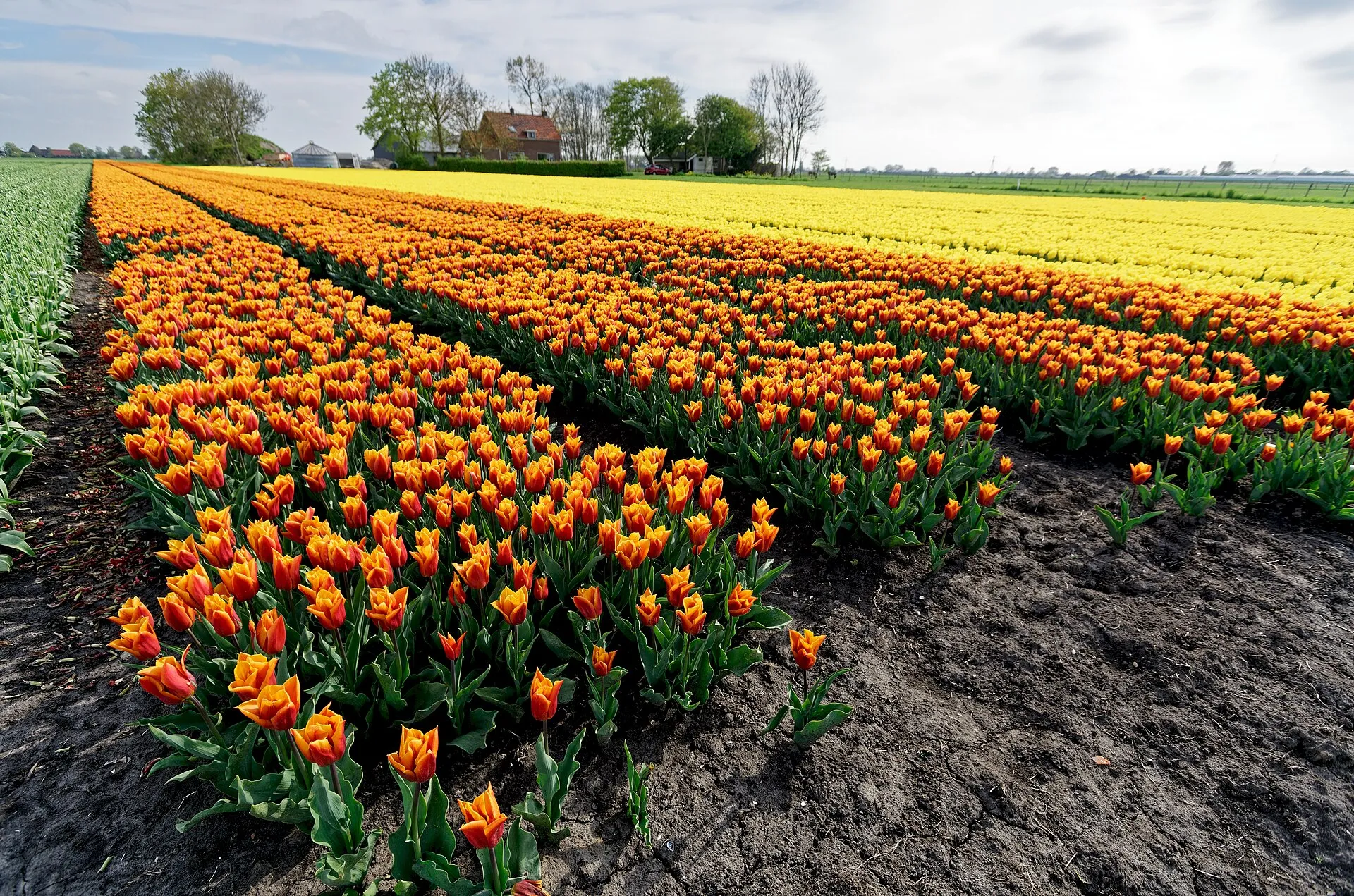 Tulpenvelden langs de A.C. de Graafweg bij Heerhugowaard